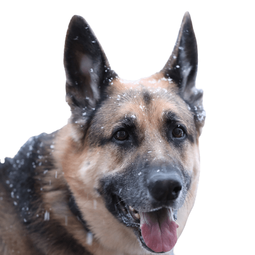 Headshot of Max, a German shepherd and very good boy.